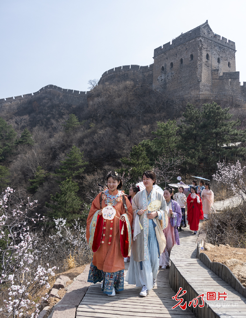 Apricot flowers blooming in Jinshanling Great Wall Scenic Spot, N China's Hebei