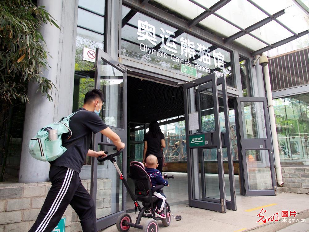 Giant Panda Olympic Enclosure open to public 北京动物园奥运熊猫馆全新亮相