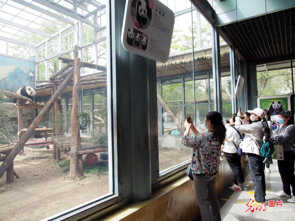 Giant Panda Olympic Enclosure open to public 北京动物园奥运熊猫馆全新亮相