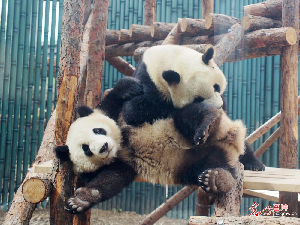 Giant Panda Olympic Enclosure open to public 北京动物园奥运熊猫馆全新亮相
