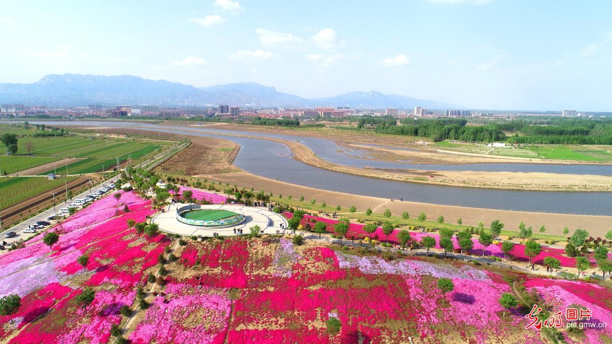 A sea of flowers at Fenhe National Wetland Park 汾河湿地公园花海如画