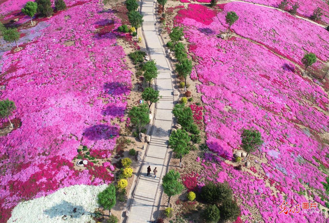 A sea of flowers at Fenhe National Wetland Park 汾河湿地公园花海如画