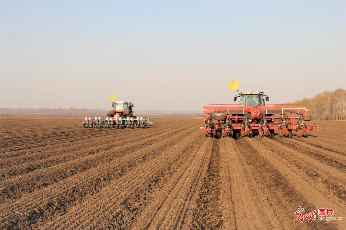 北大荒：9.26万亩玉米播种全面告捷
