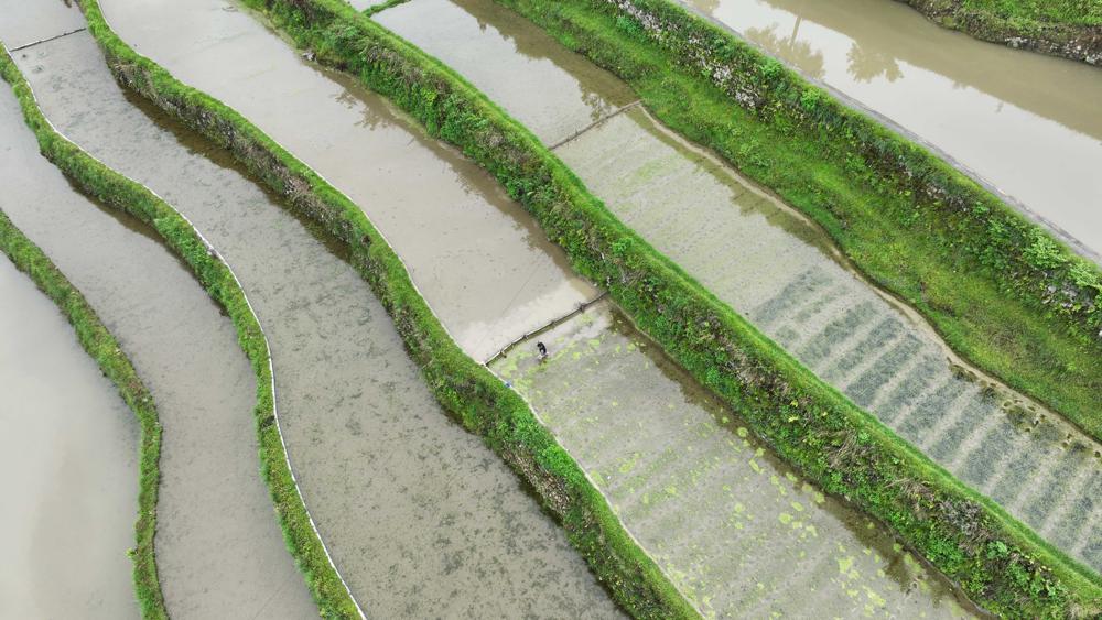 Miao villages clothed in vibrant green