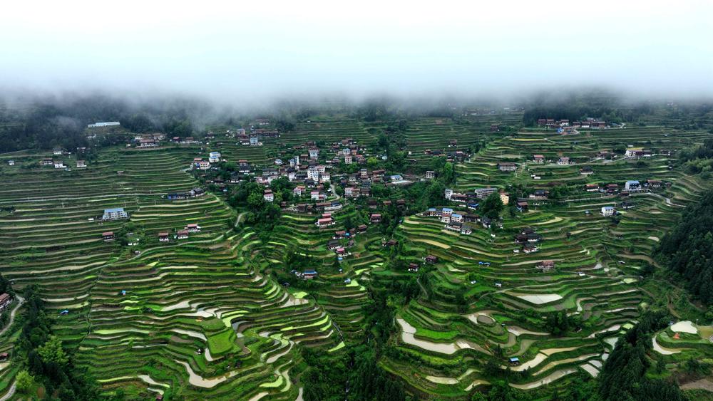 Miao villages clothed in vibrant green