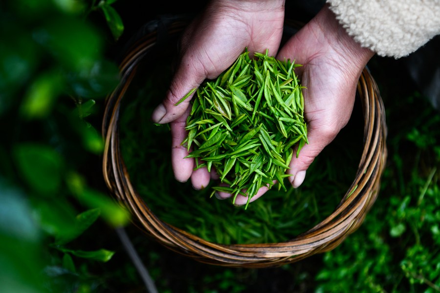International Tea Day: Tea aroma wafts across China