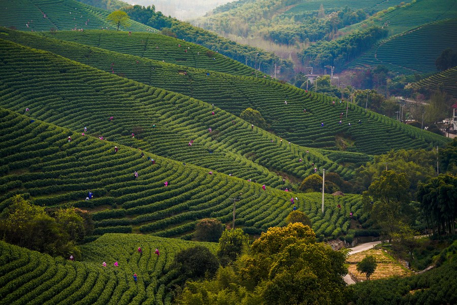 International Tea Day: Tea aroma wafts across China