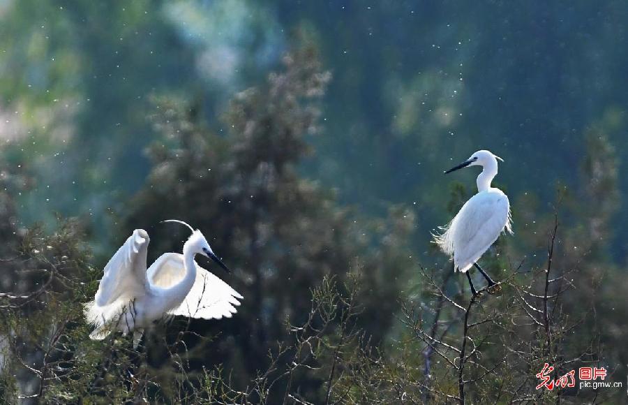 White egrets observed in E China's Shandong