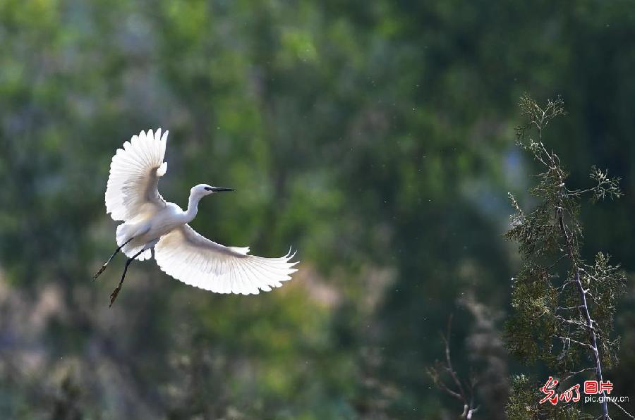 White egrets observed in E China's Shandong