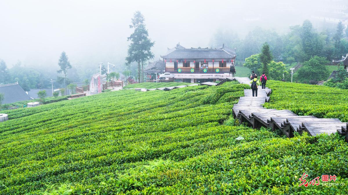 Home of Wujiatai Tribute Tea presents a beatify scenery after the rain