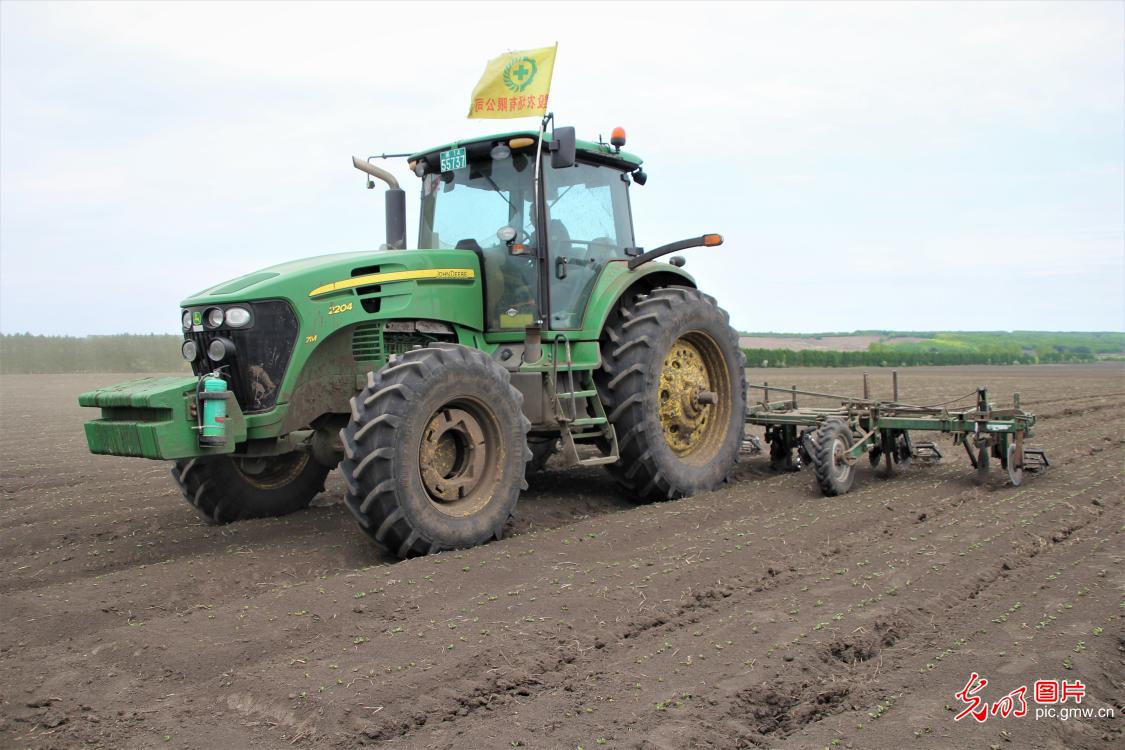Soybean cultivation carried out in NE China's Heilongjiang 北大荒:19万亩大豆进行第一遍中耕作业