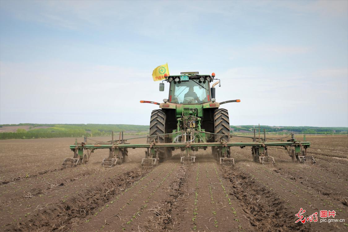 Soybean cultivation carried out in NE China's Heilongjiang 北大荒:19万亩大豆进行第一遍中耕作业