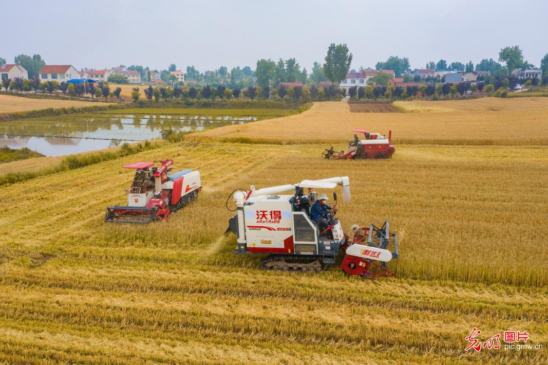 Farmers across China busy harvesting winter wheat 【光明图刊】小麦开镰收割 各地好“丰”景