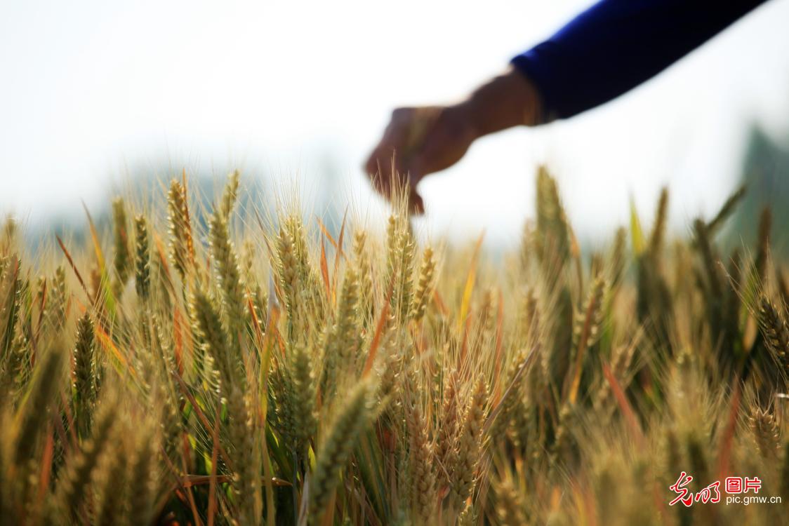 Farmers across China busy harvesting winter wheat 【光明图刊】小麦开镰收割 各地好“丰”景