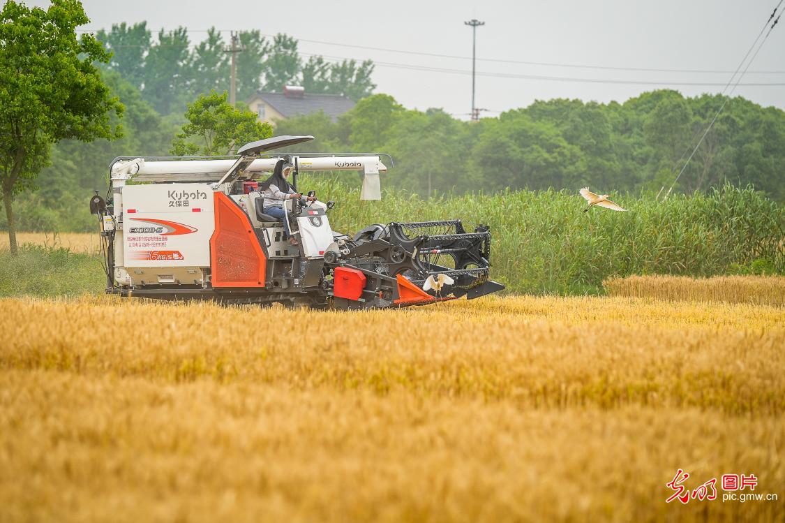 Farmers across China busy harvesting winter wheat 【光明图刊】小麦开镰收割 各地好“丰”景