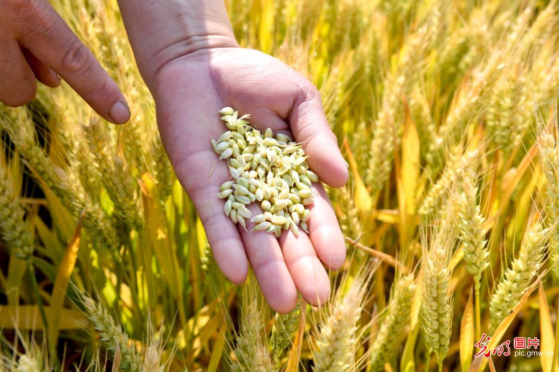 Farmers across China busy harvesting winter wheat 【光明图刊】小麦开镰收割 各地好“丰”景