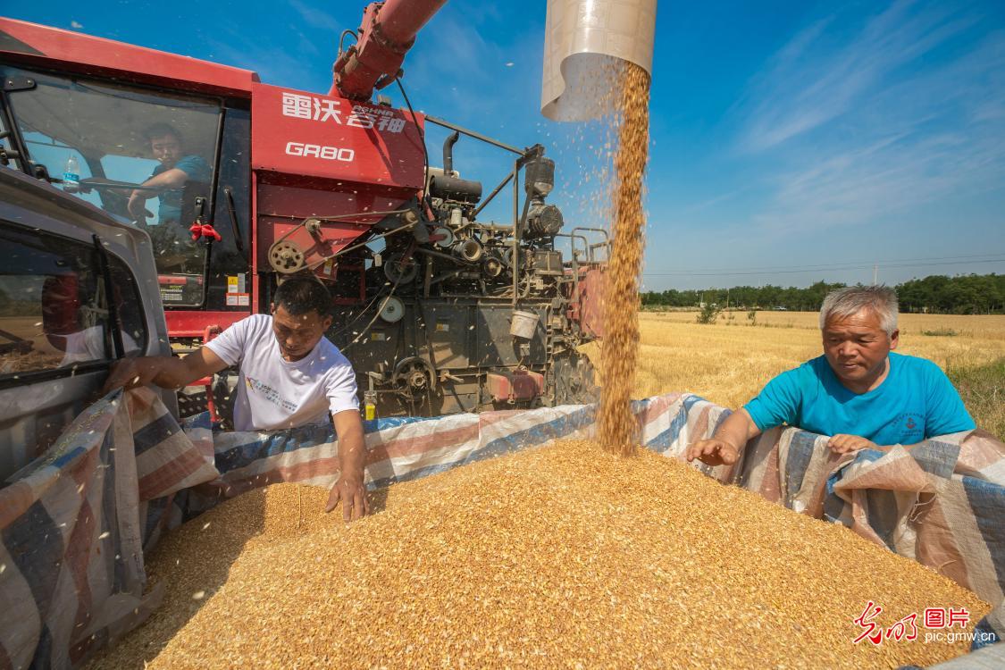 Farmers across China busy harvesting winter wheat 【光明图刊】小麦开镰收割 各地好“丰”景