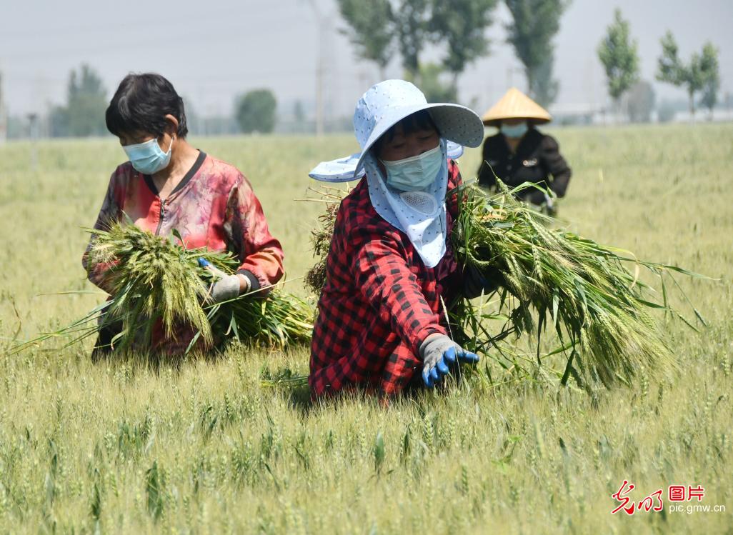 Farmers across China busy harvesting winter wheat 【光明图刊】小麦开镰收割 各地好“丰”景