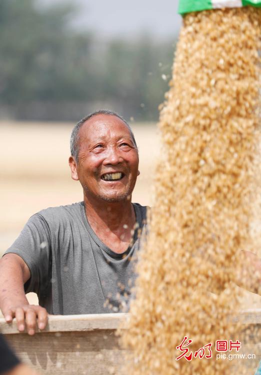 In Pics: Summer harvesting season in C China's Henan