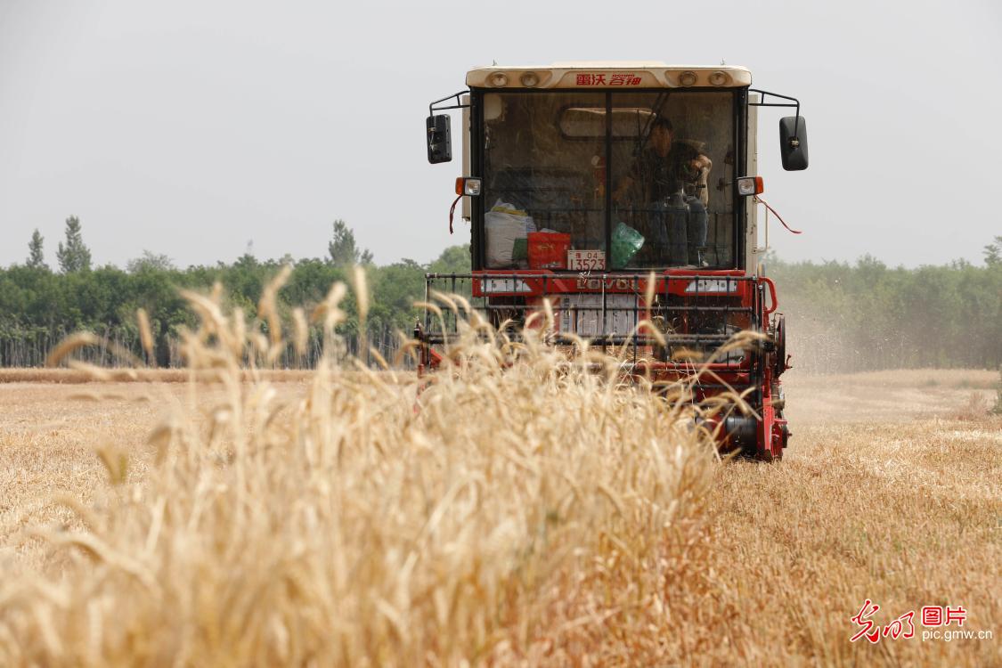 In Pics: Summer harvesting season in C China's Henan