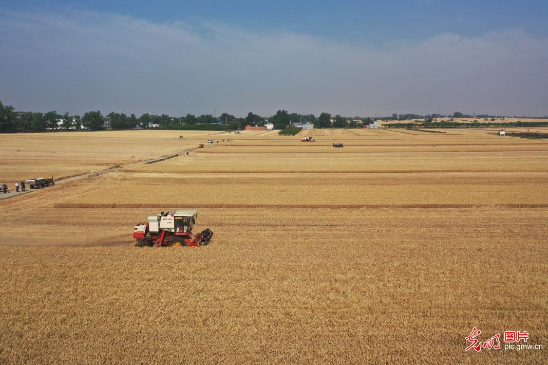 In Pics: Summer harvesting season in C China's Henan