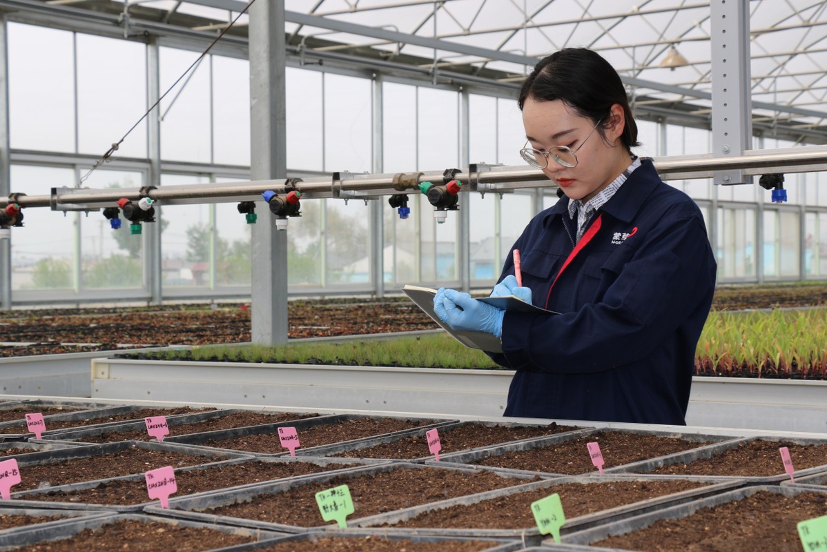 Hohhot business plants space-bred seeds from Shenzhou XIII