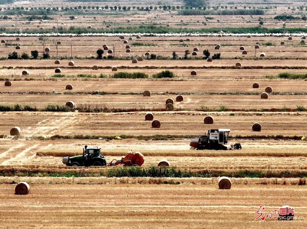 45,000 mu of wheat being harvested in Baima Farm, E China's Jiangsu