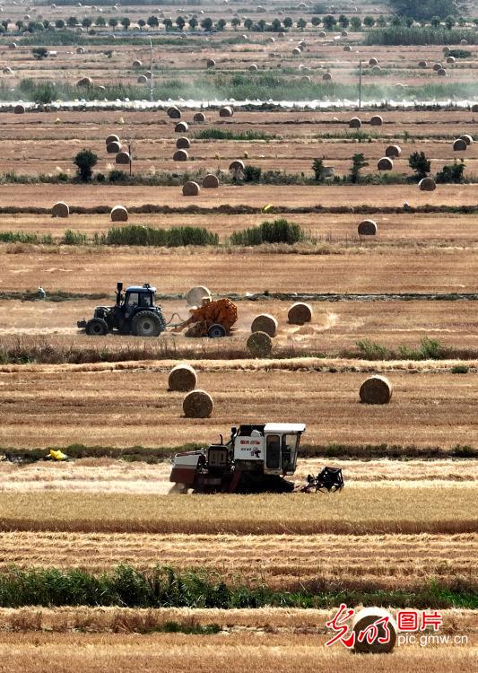 45,000 mu of wheat being harvested in Baima Farm, E China's Jiangsu