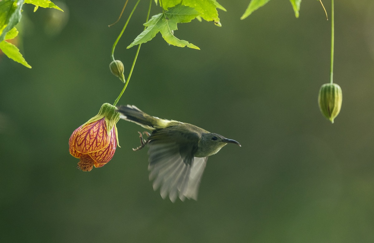 Nectar-loving sunbirds brighten Chongqing