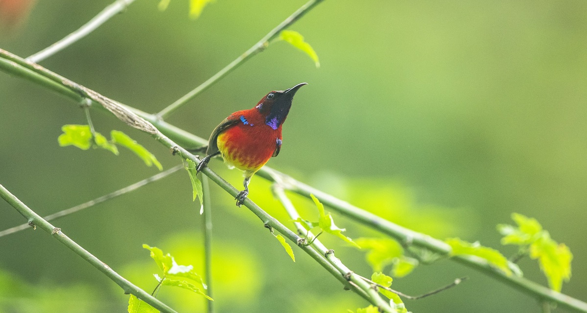 Nectar-loving sunbirds brighten Chongqing