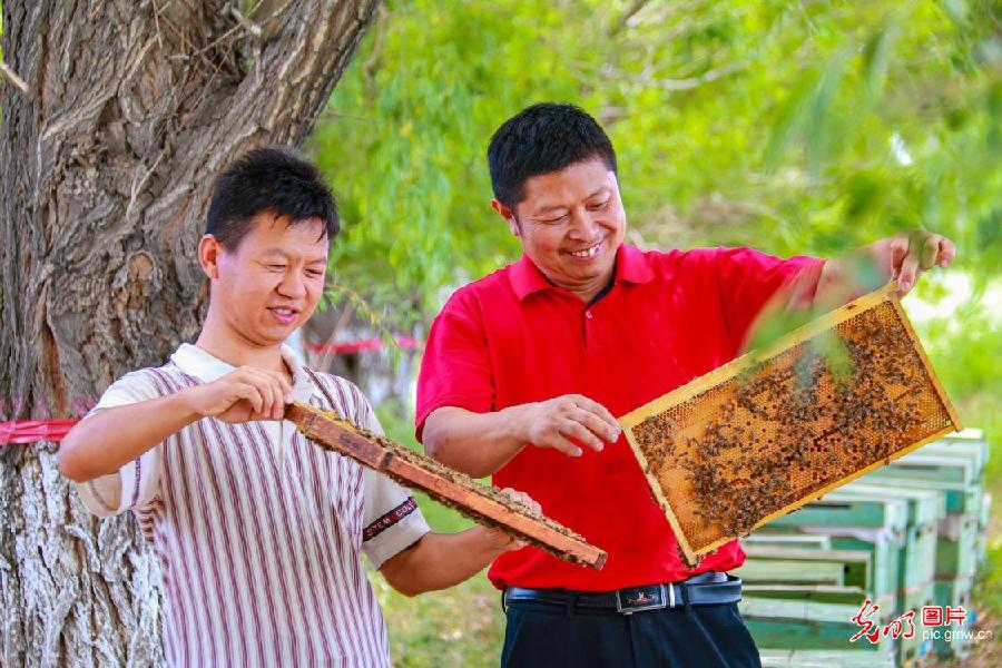 Pic story: living a honey life in NW China's Xinjiang