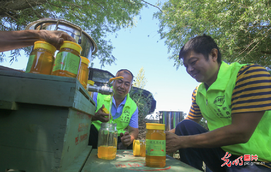 Pic story: living a honey life in NW China's Xinjiang