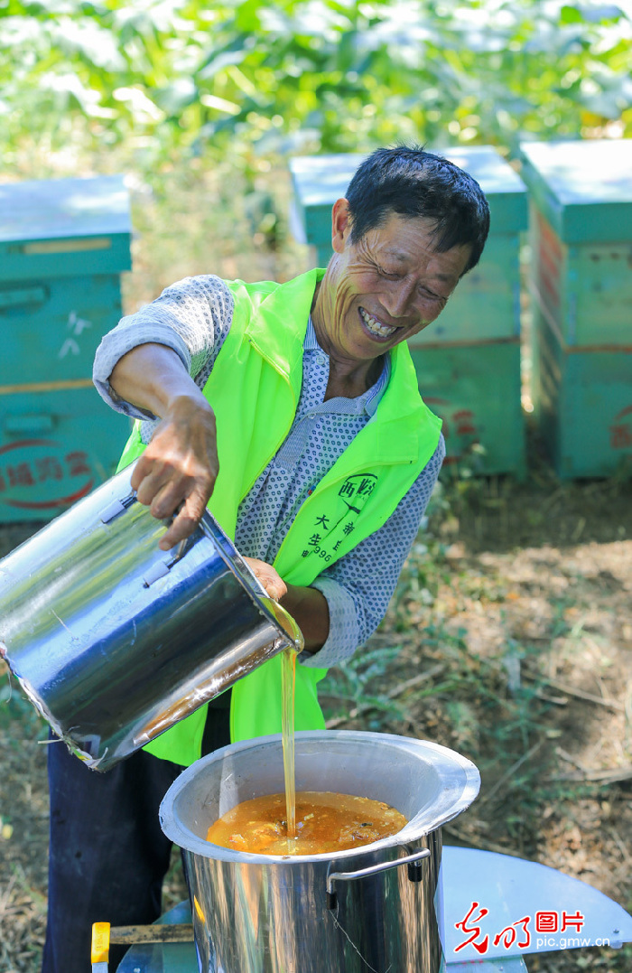 Pic story: living a honey life in NW China's Xinjiang