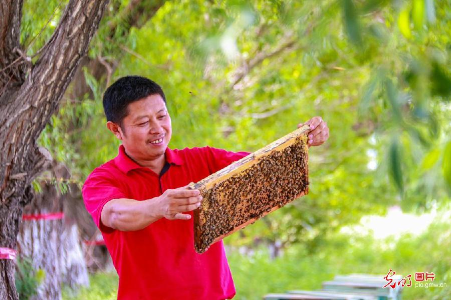 Pic story: living a honey life in NW China's Xinjiang