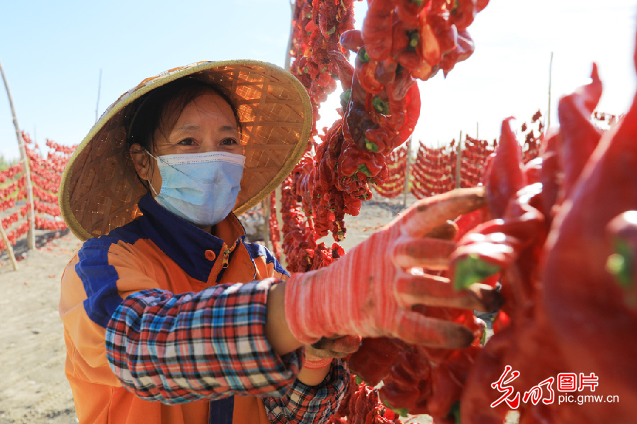 Pic story: Bohu chili leads local people to better life