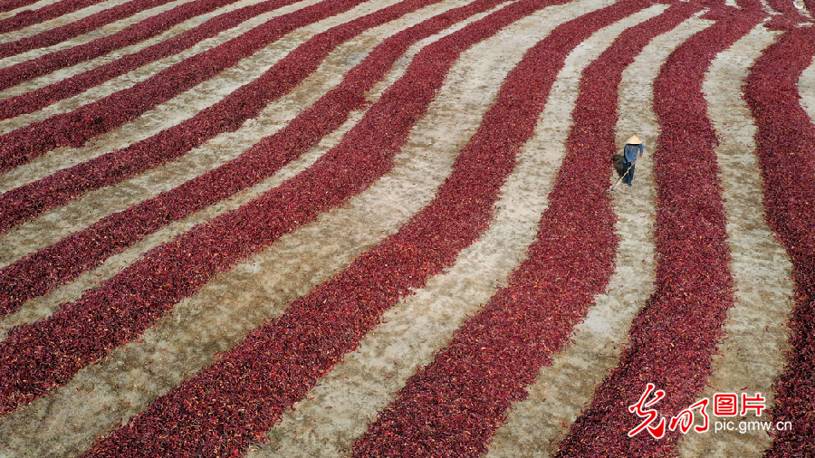 Pic story: Bohu chili leads local people to better life