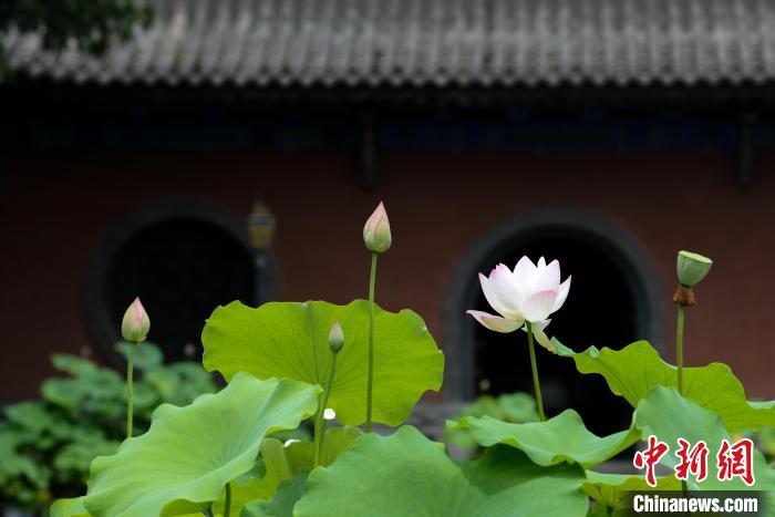 仲夏时节，华岩寺景区的缸栽荷花盛开。　何蓬磊 摄