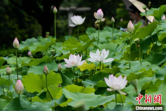 仲夏时节，华岩寺景区的缸栽荷花盛开。