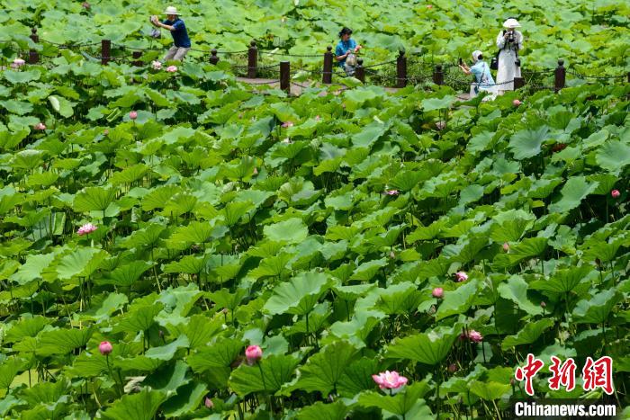 游客在华岩寺景区内的七步荷塘赏景拍照。　何蓬磊 摄
