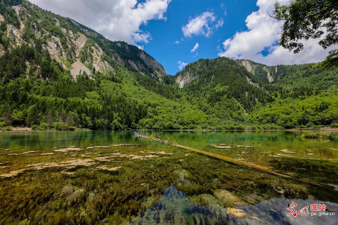 Lush trees and clear water decorate summertime in Jiuzhaigou, SW China