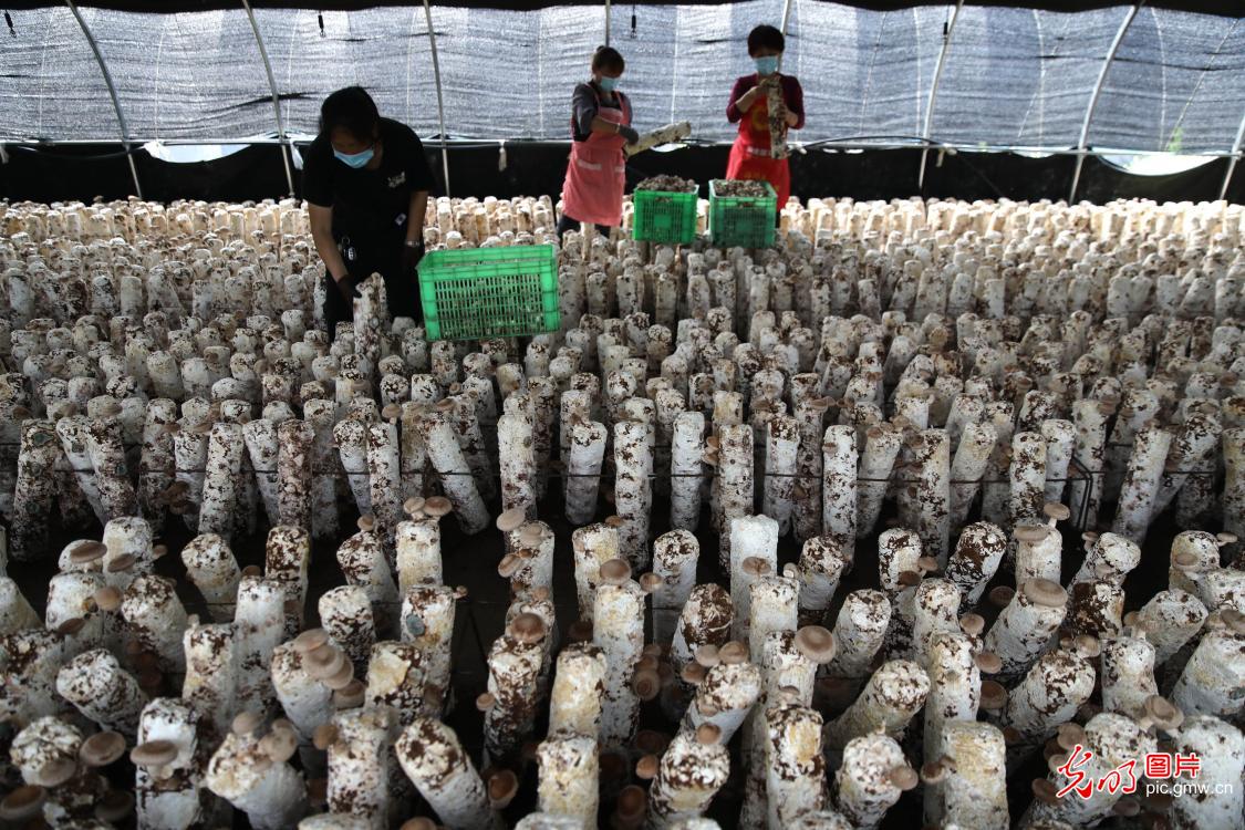 Mushrooms bring fortune to farmers in N China’s Chengde