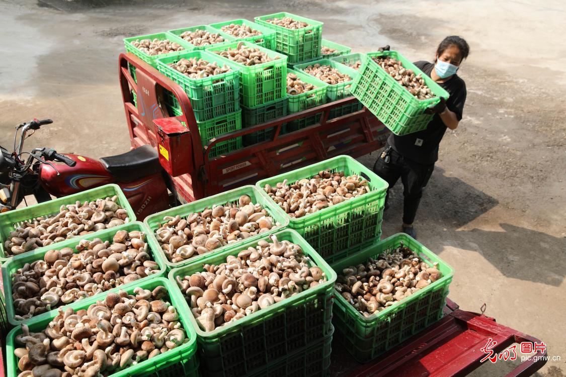 Mushrooms bring fortune to farmers in N China’s Chengde