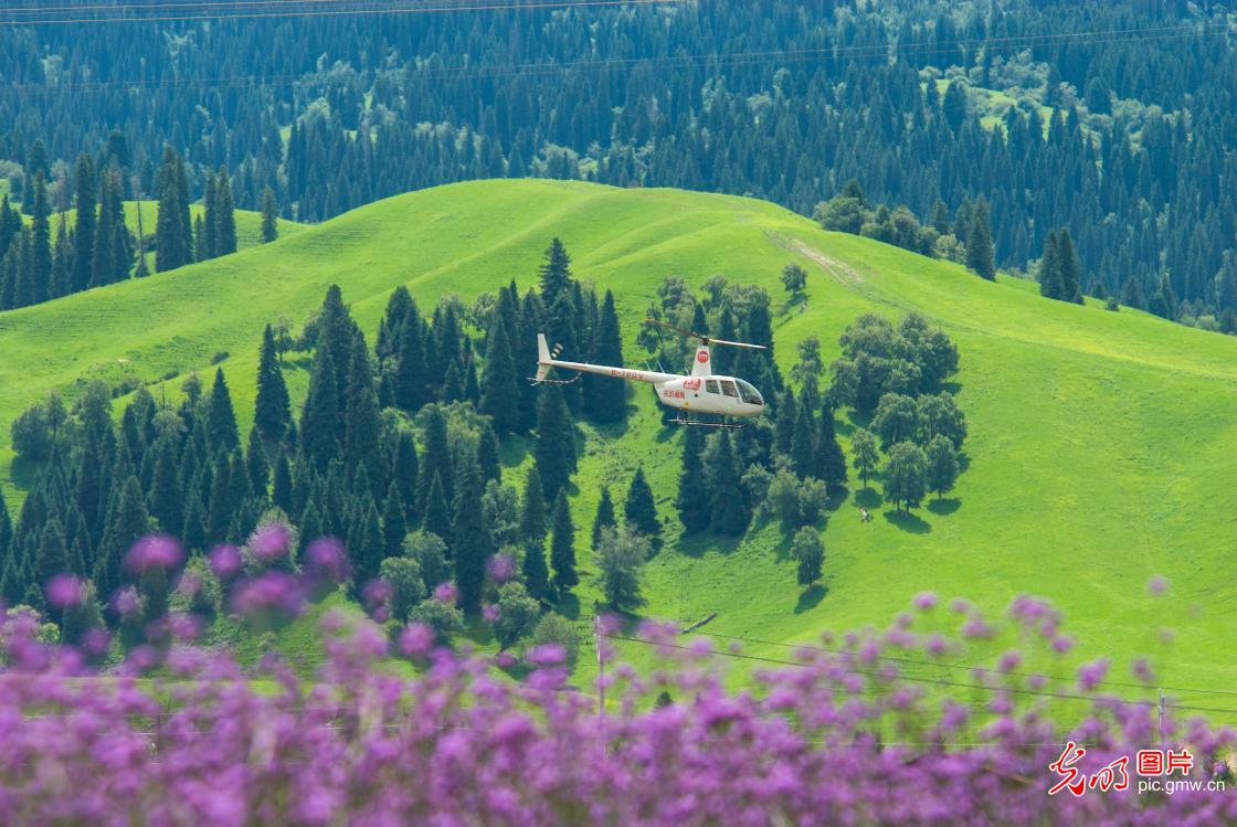 Summer scenery of grassland in NW China's Xinjiang