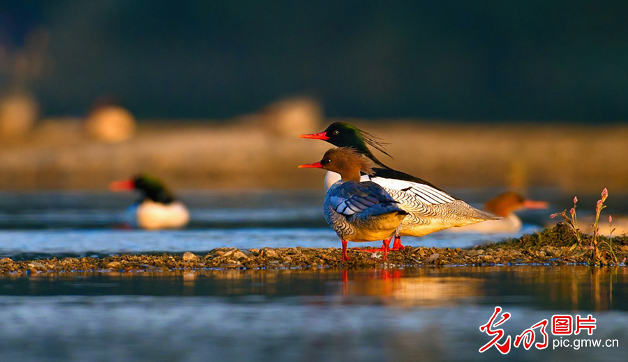Ecosystem well restored at the Yellow River Wetland in Mengjin, C China's Henan