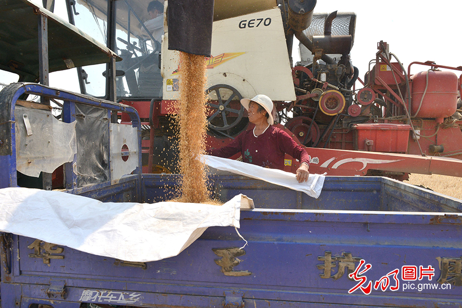 Henan steps up preparation for wheat harvest