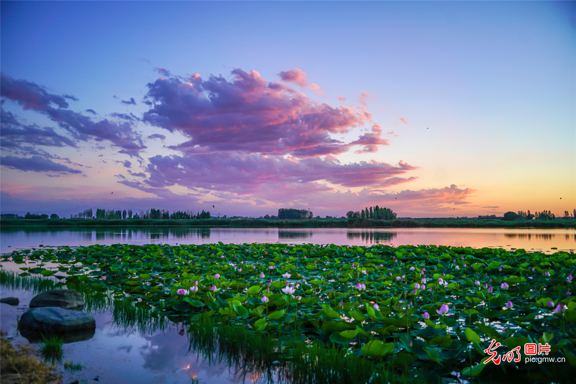 Changji City of NW China's Xinjiang: hundred acres of lotus flowers in bloom