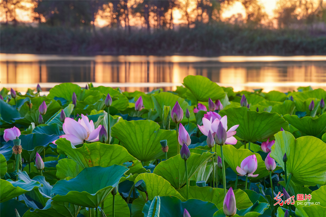 Changji City of NW China's Xinjiang: hundred acres of lotus flowers in bloom