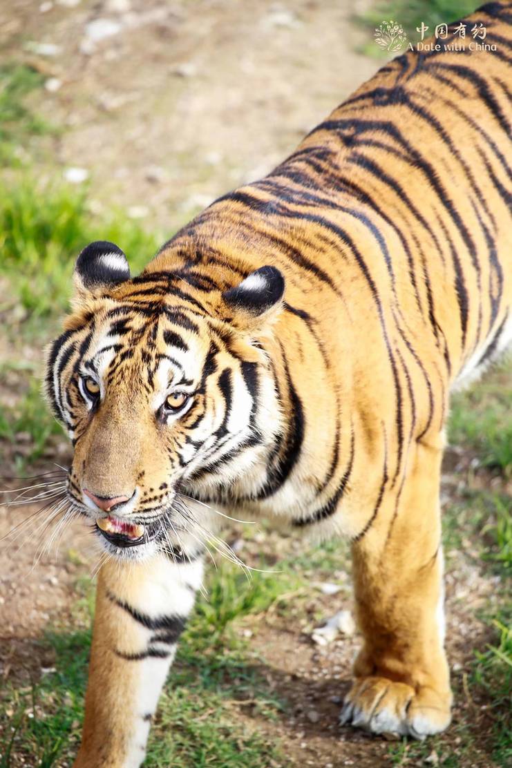 A Date with China: South China tiger breeding witnesses accelerated ecological construction in E. China's Fujian