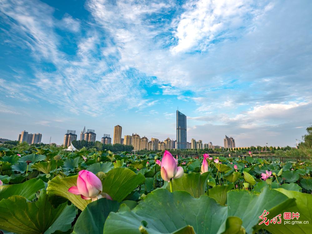 Lotus blooming at wetland park in C China's Henan