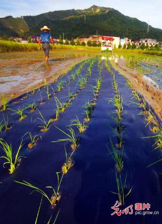 Machine transplanting applied in rice fields in E China's Jiangxi Province